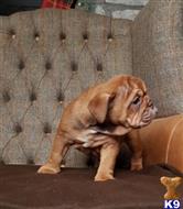 french bulldog puppy posted by Jessica reynolds